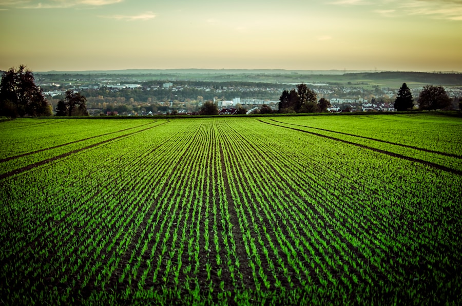 Photo "How to face challenges in the agro-business market in 2025"