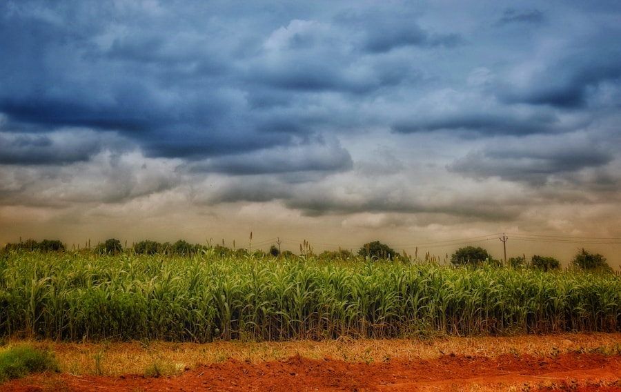 Photo "How to protect your agro-business in the face of climate change"